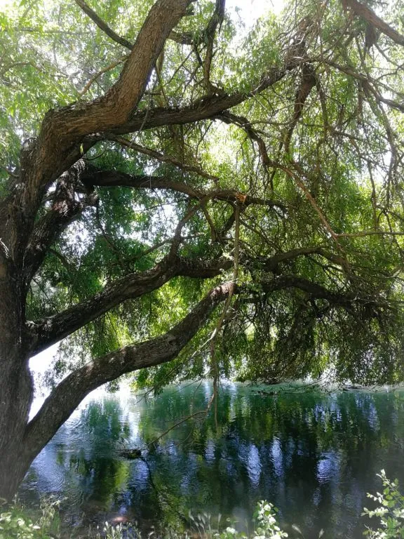 Área de juegos infantiles con columpios y árboles junto a la piscina del recinto